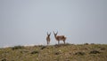 Pronghorn Antelope Bucks on the Wyoming Desert Royalty Free Stock Photo