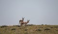 Pair of Pronghorn Antelope Bucks in Wyoming