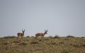 Pair of Pronghorn Antelope Bucks in Wyoming Royalty Free Stock Photo