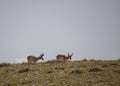 Pair of Pronghorn Antelope Bucks on the Wyoming Prairie Royalty Free Stock Photo