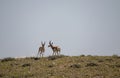 Pair of Pronghorn Bucks in Wyoming Royalty Free Stock Photo