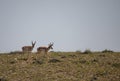 Pronghorn Antelope Bucks in Wyoming