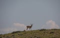 Pronghorn Antelope Bucks in Summer in the Wyoming Desert Royalty Free Stock Photo