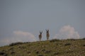 Pronghorn Antelope Bucks in the Wyoming Desert in Summer Royalty Free Stock Photo