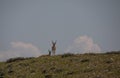 Pronghorn Antelope Bucks in Summer in Wyoming Royalty Free Stock Photo