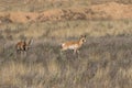 Pair of Pronghorn Bucks Royalty Free Stock Photo