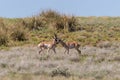 Pair of Pronghorn Bucks Interacting Royalty Free Stock Photo