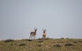 Pair of Pronghorn Bucks in Wyoming Royalty Free Stock Photo