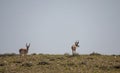 Pair of Pronghorn Bucks in Wyoming Royalty Free Stock Photo