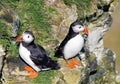 Pair of Puffins, back to back at Bempton Cliffs, East Yorkshire.