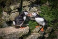 a pair of puffins Royalty Free Stock Photo