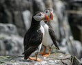 A pair of Puffins Royalty Free Stock Photo