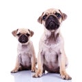 Pair of pug puppy dogs sitting on white Royalty Free Stock Photo