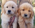 Adorable Golden Retriver breed puppies Royalty Free Stock Photo