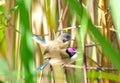 Pair of purple-crowned fairy wrens