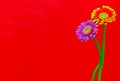 Elegant purple and flaming red yellow gerber daisy flowers on red background Royalty Free Stock Photo