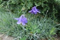 Pair of purple flowers of Aquilegia vulgaris Royalty Free Stock Photo