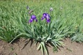 Pair of purple flowers of bearded irises