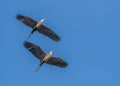 A Pair of Purple Herons in blue sky Royalty Free Stock Photo