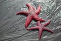 Pair of purple sea star fish in Homer Spit Alaska USA