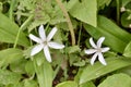 Pair of Queen's Cup flowers in bloom along hiking trail at Waterton Lakes National Park Royalty Free Stock Photo