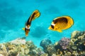 Pair Of Raccoon Butterflyfishes Over The Coral Reef, Clear Blue Turquoise Water. Colorful Tropical Fish In The Ocean. Beauty Royalty Free Stock Photo