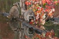 Pair of Raccoons Procyon lotor Clamber About on Logs in Pond Autumn