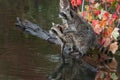 Pair of Raccoons Procyon lotor Look Left from Logs in Pond Autumn