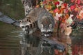 Pair of Raccoons Procyon lotor Noses Down on Logs in Pond Autumn Royalty Free Stock Photo