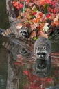 Pair of Raccoons Procyon lotor Stare Out from Logs in Pond Autumn Royalty Free Stock Photo