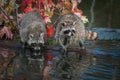 Pair of Raccoons Procyon lotor Turn on Log Royalty Free Stock Photo