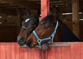 Pair race horses in wooden stable