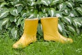 Pair rain rubber yellow boots on garden grass Royalty Free Stock Photo