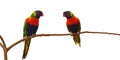 Pair of rainbow Lorikeet, Trichoglossus mollucanus, isolated on white background. Two colorful parrots perched on branch Royalty Free Stock Photo