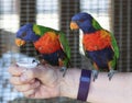 A Pair of Rainbow Lorikeets on an Arm Royalty Free Stock Photo