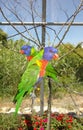 Pair of rainbow lorikeets on branch