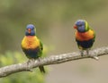 A pair of Rainbow Lorikeets on a branch, Royalty Free Stock Photo