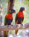 A Pair of Rainbow Lorikeets on a Branch Royalty Free Stock Photo