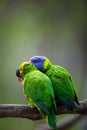 A pair of Rainbow Lorikeets fighting/playing/teasing each other