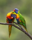 A pair of rainbow lorikeets preening each others wet feathers Royalty Free Stock Photo