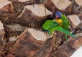 Nesting Lorikeets