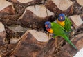 Nesting Lorikeets