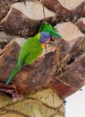 Nesting Lorikeets