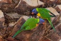 Nesting Lorikeets