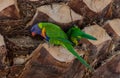 Nesting Lorikeets