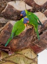 Nesting Lorikeets