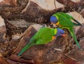 Nesting Lorikeets