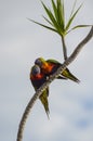 Pair of rainbow lorikeets sitting on a palm tree brunch