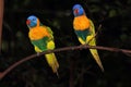 Pair of rainbow lorikeets