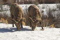Pair of Rams Royalty Free Stock Photo